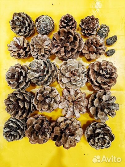 Шишки сосновые