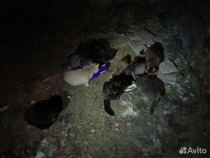 Коты и кошки