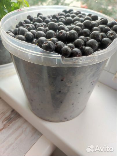 Черноплодная рябина