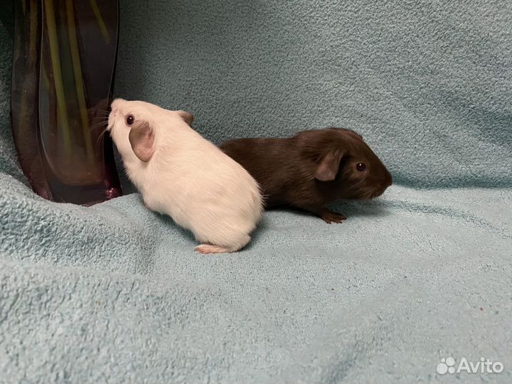 Морские свинки селф и калифорния