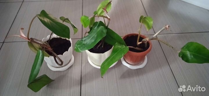 Мушмула, филодендрон