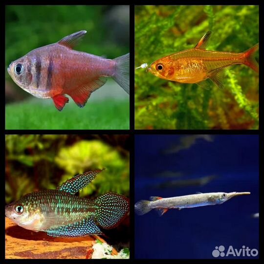 Аквариумные рыбки,улитки,раки,крабы