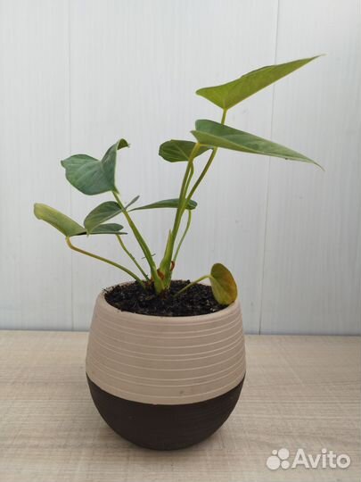 Антуриум красный