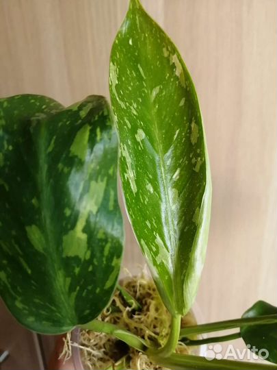 Филодендрон Имбе Вайт Марбл