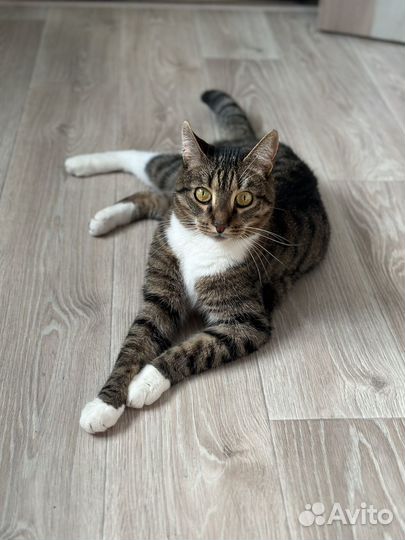 Кот в добрые руки даром