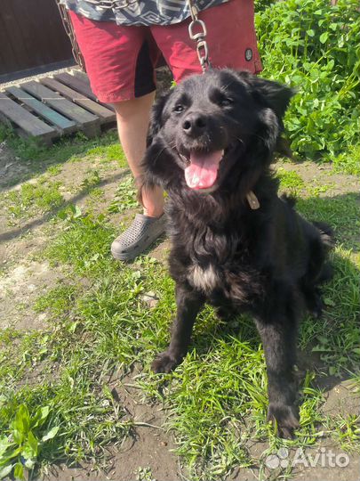 Бумер в дар