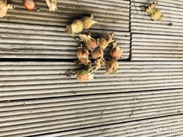 Фундук, инжир, гранат Саженцы