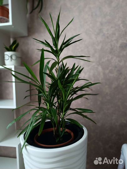 Кордилина зелёная