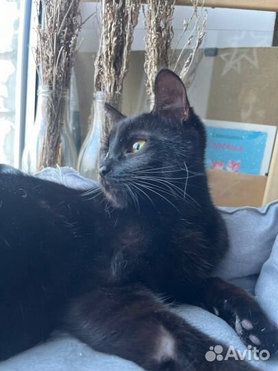 Отдается кошка