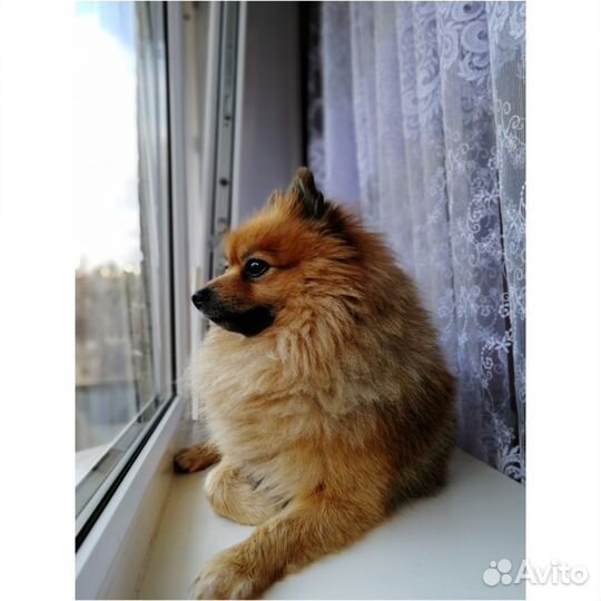 Малый немецкий шпиц