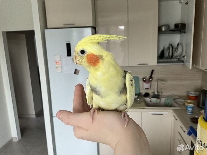 Попугай корелла ручной