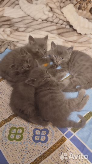 Отдам бесплатно котят