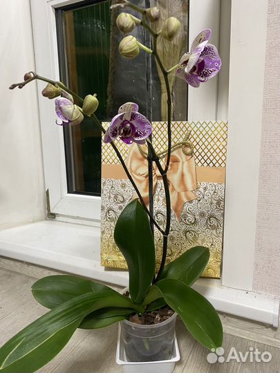 Орхидея фаленопсис