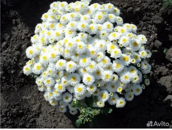 Хризантемы мультифлора
