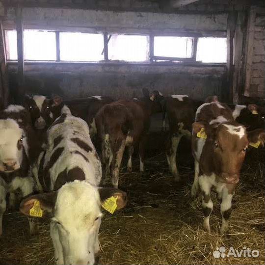 Телята бычки, тёлки