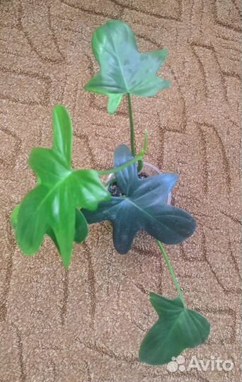 Филодендроны