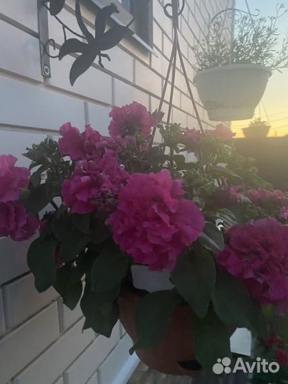 Рассада петунии тайдал