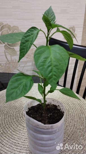 Перец комнатный острый, рассада