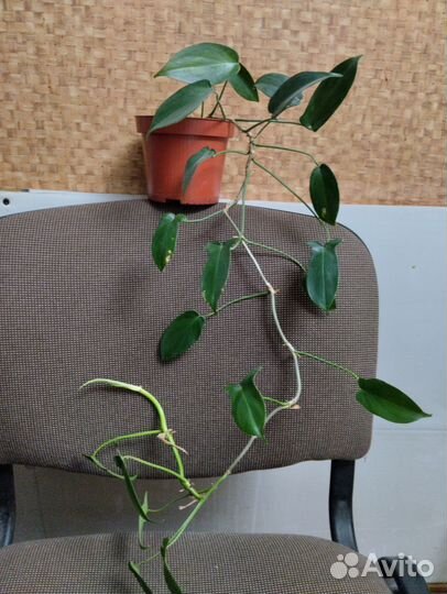 Филодендрон гитаровидный