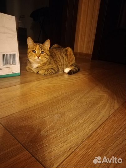 Кошечка в дар