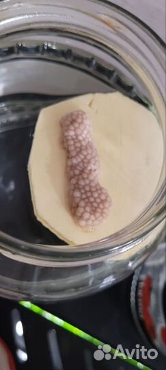 Улики ампулярии цена за шт