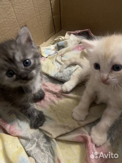 Отдам в добрые руки