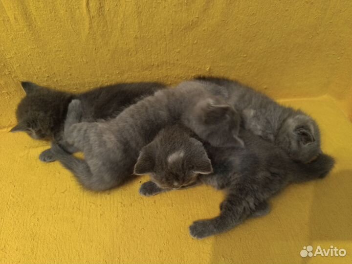 Котята в добрые руки бесплатно