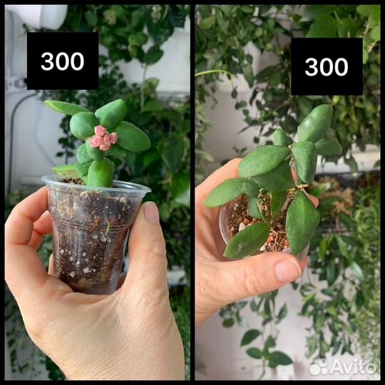 Хойи укорененные