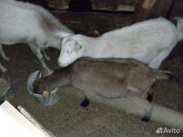Козы
