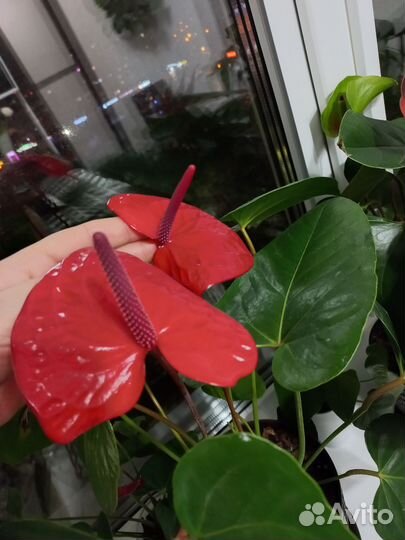 Антуриум Казанова