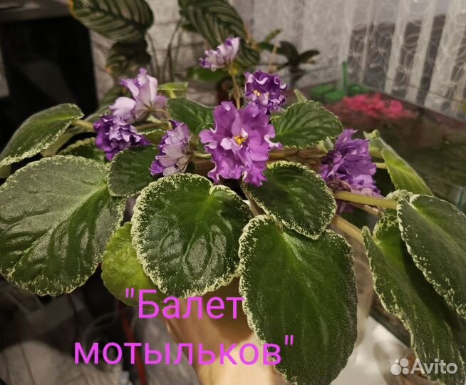 Фиалки, сингониумы,Спатифиллум, фикус Бенджамина