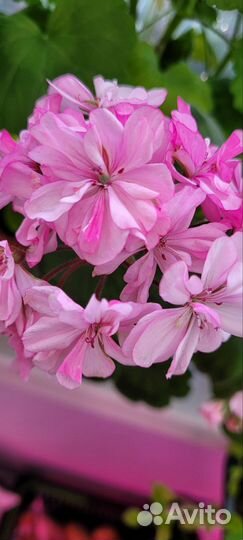 Пеларгония герань