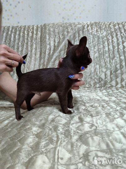 Щенки чихуахуа
