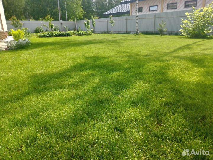 Посевой газон под ключ