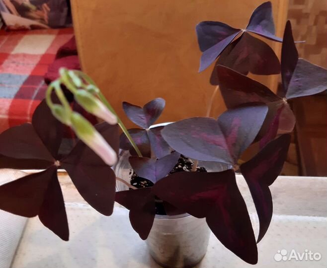 Разные комнатные цветы