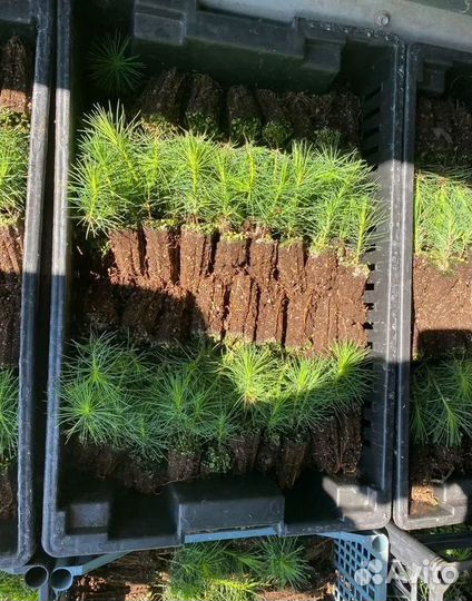 Сеянцы Уральской сосны