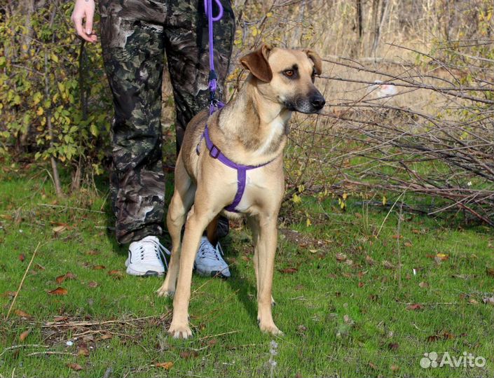 Альфа ищет дом