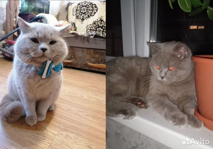 Британские котята