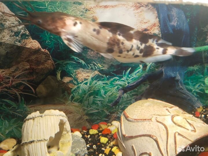 Рыба сом клариус