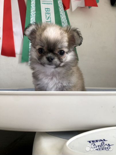 Чихуахуа мини девочка