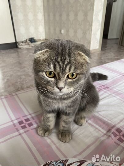 Кот для вязки
