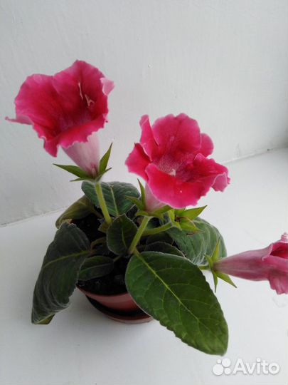 Глоксинии листья