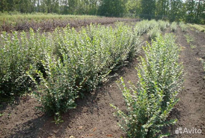 Кизильник блестящий