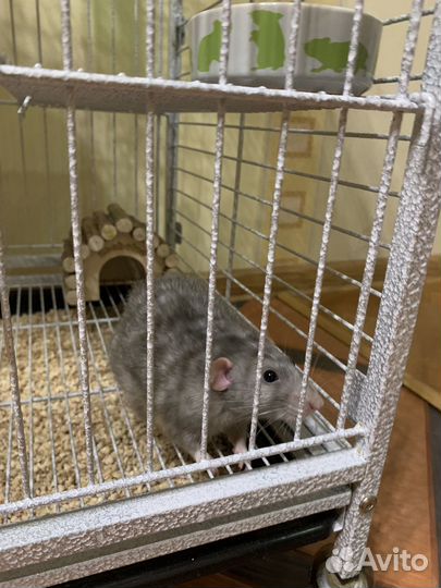 Крысы дамбо. Мальчики. Клетка