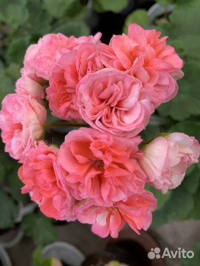 Сортовые коллекционные пеларгонии