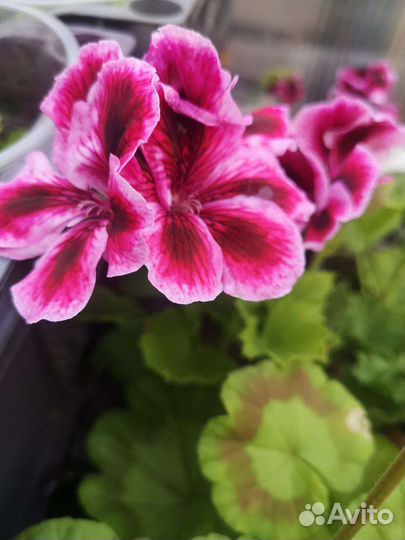 Герань, Цветы, Рассада цветов