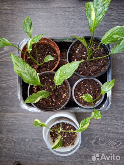 Комнатные цветы