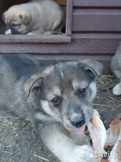 Собака в добрые руки отдам бесплатно