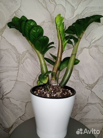 Замиокулькас зензи