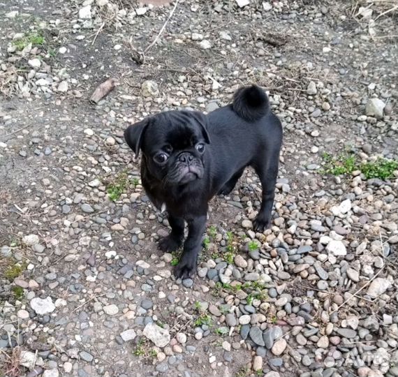 Щенки мопса черные